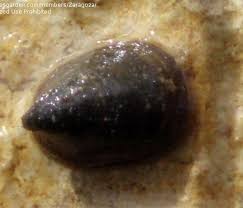 Attēlu rezultāti vaicājumam “Ancylus fluviatilis”