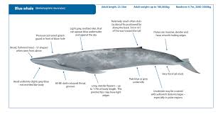 Image result for Balaenoptera musculus