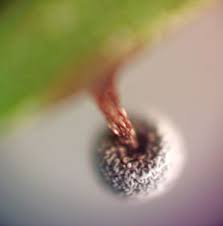 Attēlu rezultāti vaicājumam “Physarum bryocorticola macro”