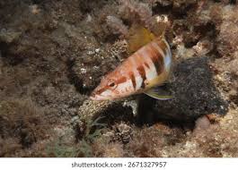 Image result for Serranus scriba