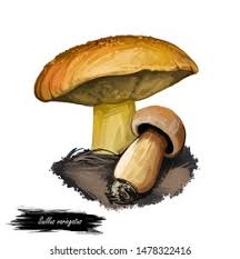 Attēlu rezultāti vaicājumam “Suillus variegatus”