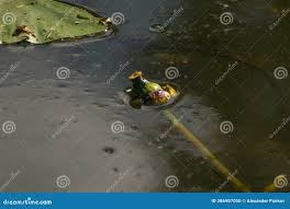 Attēlu rezultāti vaicājumam “Nuphar lutea fruit”