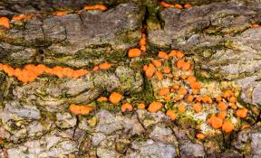 Attēlu rezultāti vaicājumam “Nectria cinnabarina”