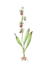 Attēlu rezultāti vaicājumam “Ophrys insectifera flower”