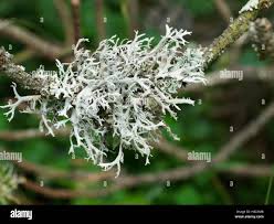 Attēlu rezultāti vaicājumam “Ramalina fastigiata”