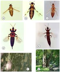 Attēlu rezultāti vaicājumam “Thysanoptera”