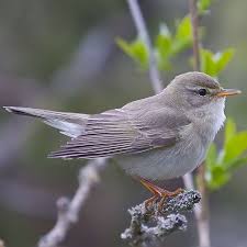 Attēlu rezultāti vaicājumam “Phylloscopus trochilus nest”