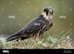 Attēlu rezultāti vaicājumam “Falco subbuteo adult”