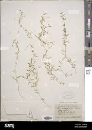 Attēlu rezultāti vaicājumam “Stellaria crassifolia”