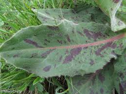 Attēlu rezultāti vaicājumam “Hypochaeris maculata”