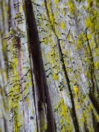 Attēlu rezultāti vaicājumam “Calicium viride”