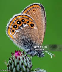 Attēlu rezultāti vaicājumam “Coenonympha hero”