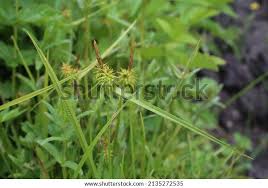 Attēlu rezultāti vaicājumam “Carex flava”