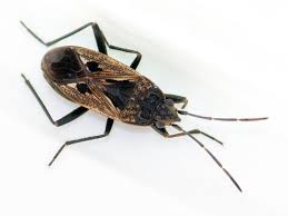 Image result for Rhyparochromus