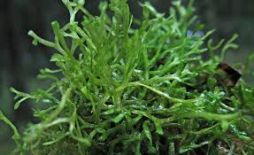 Attēlu rezultāti vaicājumam “Riccia rhenana”