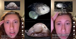 Image result for blobfish