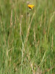 Attēlu rezultāti vaicājumam “Leontodon autumnalis  flower”