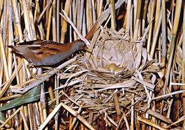 Attēlu rezultāti vaicājumam “Crex crex nest”