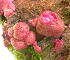 Attēlu rezultāti vaicājumam “Lycogala sp.”