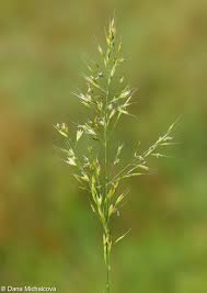 Attēlu rezultāti vaicājumam “Trisetum flavescens flower”