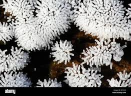 Attēlu rezultāti vaicājumam “Ceratiomyxa fruticulosa plasmodium”