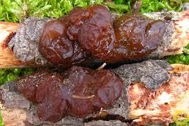 Attēlu rezultāti vaicājumam “Exidia saccharina”