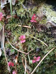 Attēlu rezultāti vaicājumam “Pedicularis palustris fruit”