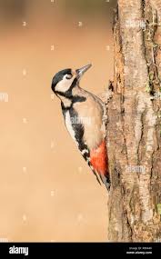Attēlu rezultāti vaicājumam “Dendrocopos major female”