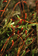 Attēlu rezultāti vaicājumam “Callicladium haldanianum”