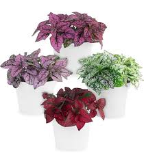 Attēlu rezultāti vaicājumam “Lycogala leopardinum sessile”