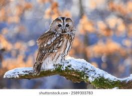 Attēlu rezultāti vaicājumam “Strix aluco female”