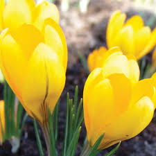 Attēlu rezultāti vaicājumam “Crocus”