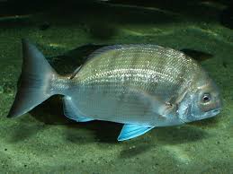 Image result for Diplodus sargus