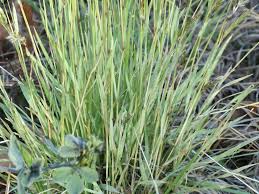 Attēlu rezultāti vaicājumam “Anthoxanthum odoratum fruit”