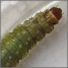 Attēlu rezultāti vaicājumam “Lozotaenia forsterana”