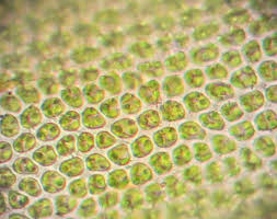 Attēlu rezultāti vaicājumam “Orthotrichum patens”