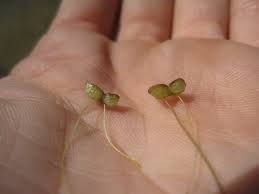 Attēlu rezultāti vaicājumam “Lemna gibba”