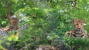 Image result for Essex Leopards