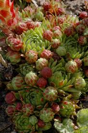 Attēlu rezultāti vaicājumam “Jovibarba globifera bud”