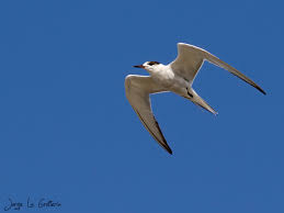 Image result for Sterna hirundo