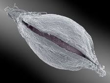 Attēlu rezultāti vaicājumam “Trifolium montanum fruit”