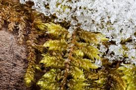 Attēlu rezultāti vaicājumam “Sciuro-hypnum curtum”