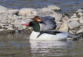 Attēlu rezultāti vaicājumam “Mergus merganser male”