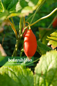 Attēlu rezultāti vaicājumam “Podophyllum hexandrum fruit”