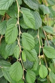 Attēlu rezultāti vaicājumam “Hamamelis japonica”