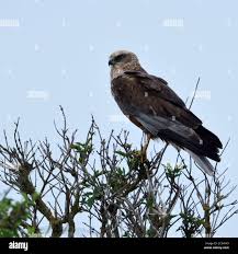 Attēlu rezultāti vaicājumam “Circus aeruginosus adult”