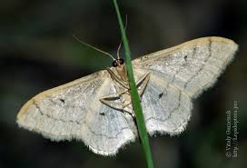 Attēlu rezultāti vaicājumam “Idaea straminata”