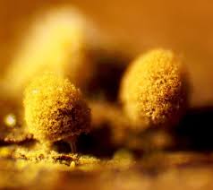 Attēlu rezultāti vaicājumam “Heterotrichia pomiformis (syn. Arcyria pomiformis)”