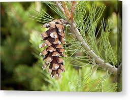 Attēlu rezultāti vaicājumam “Pinus peuce”