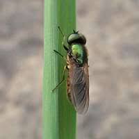 Attēlu rezultāti vaicājumam “Sciara analis”